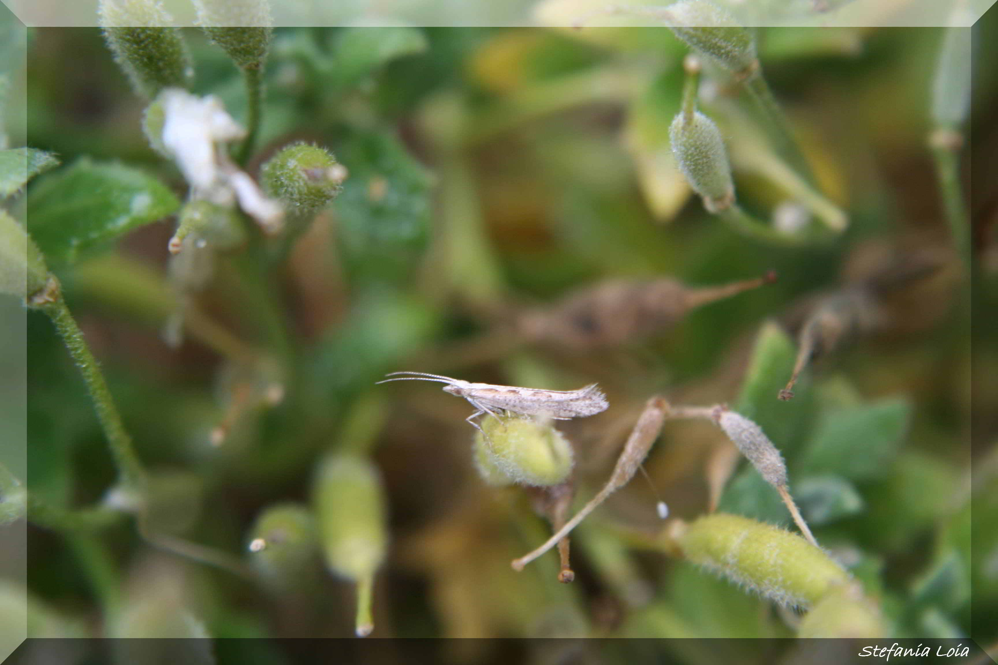 farfalletta bianca : Plutella xylostella